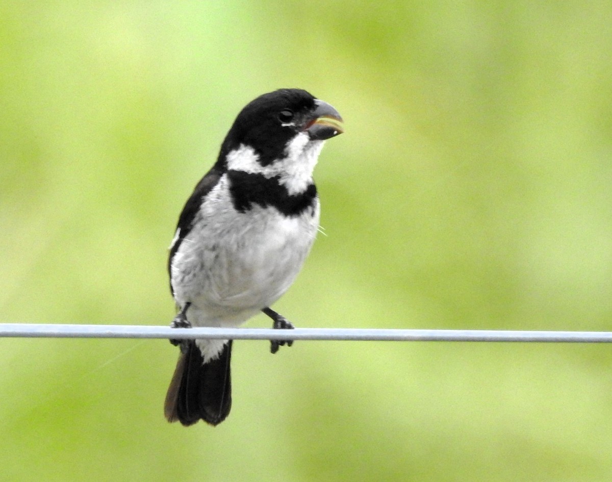 Variable Seedeater - ML619002528