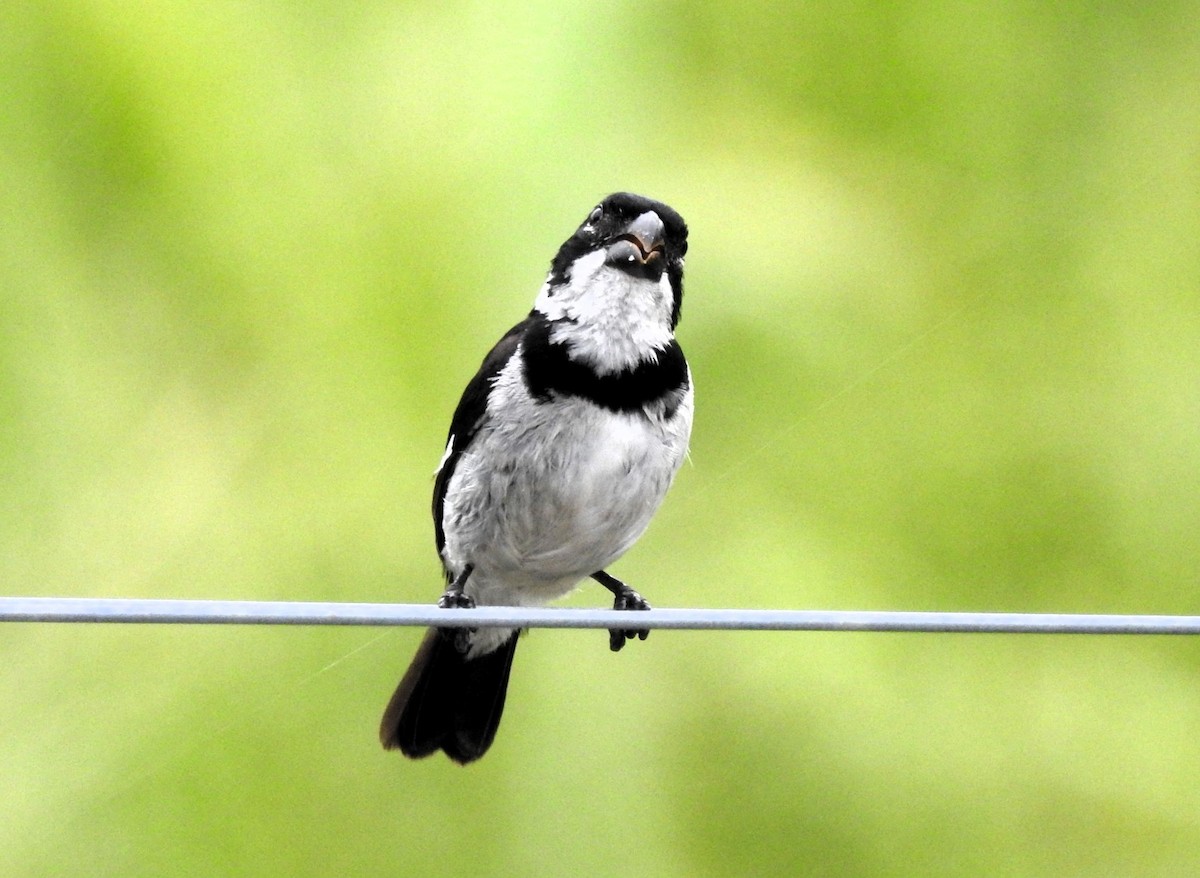 Variable Seedeater - ML619002529