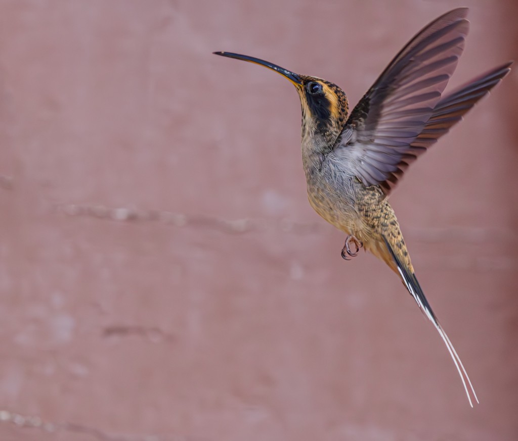 Scale-throated Hermit - ML619002532