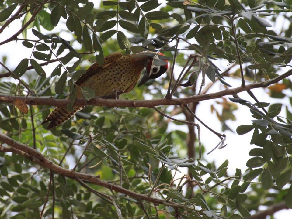 Spot-breasted Woodpecker - ML619002537