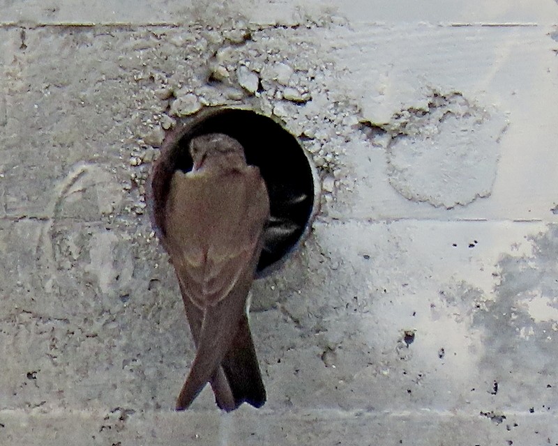 Northern Rough-winged Swallow - ML619002542