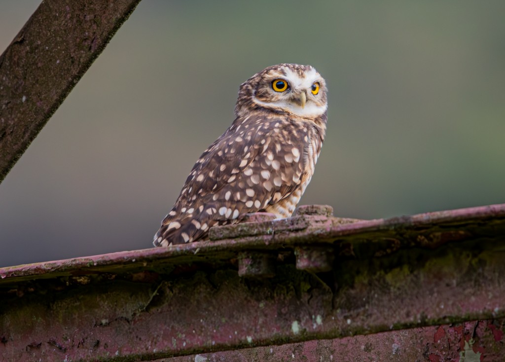 Burrowing Owl - ML619002559
