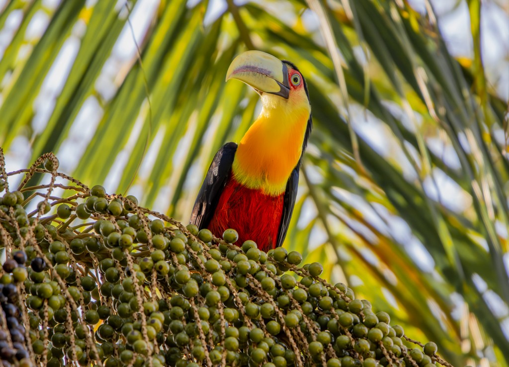 Red-breasted Toucan - ML619002566
