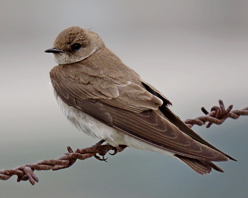 Northern Rough-winged Swallow - ML619002570