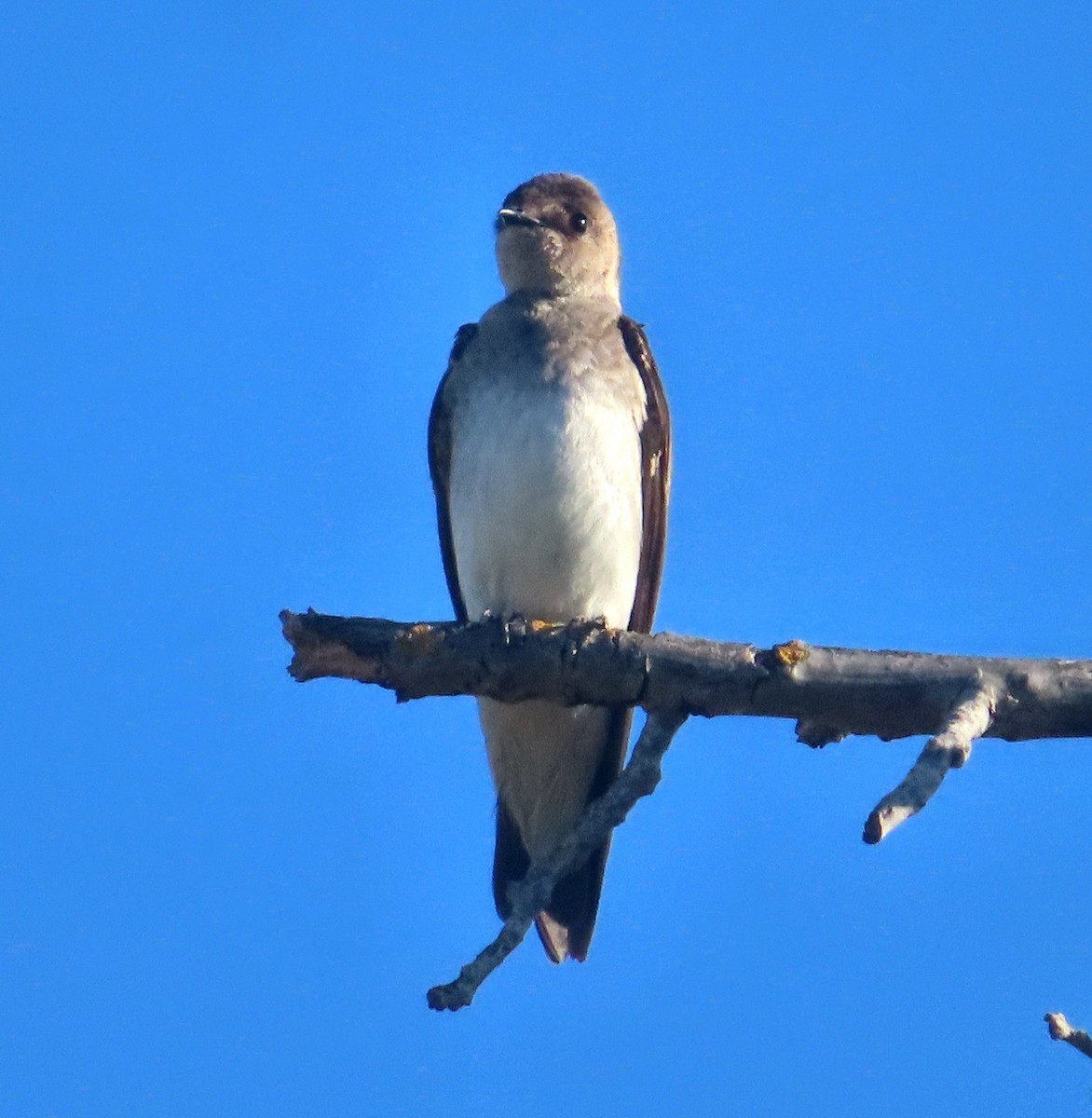 Northern Rough-winged Swallow - TK Birder