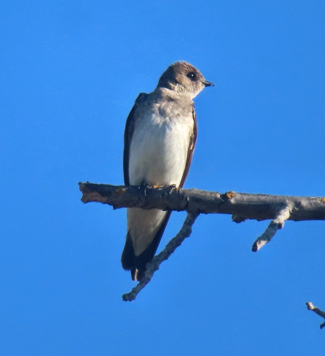 Northern Rough-winged Swallow - ML619002591