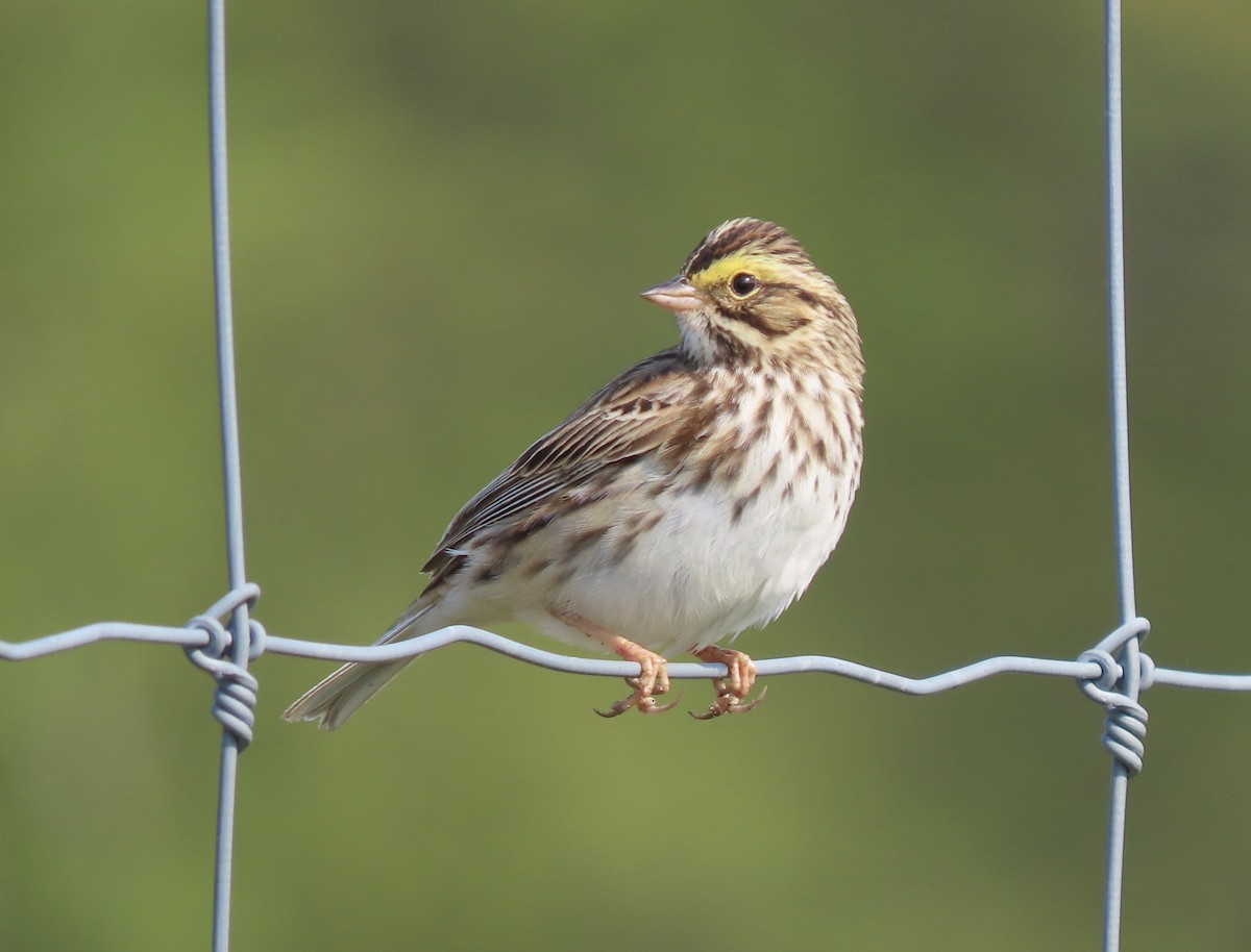 Savannah Sparrow - ML619002599