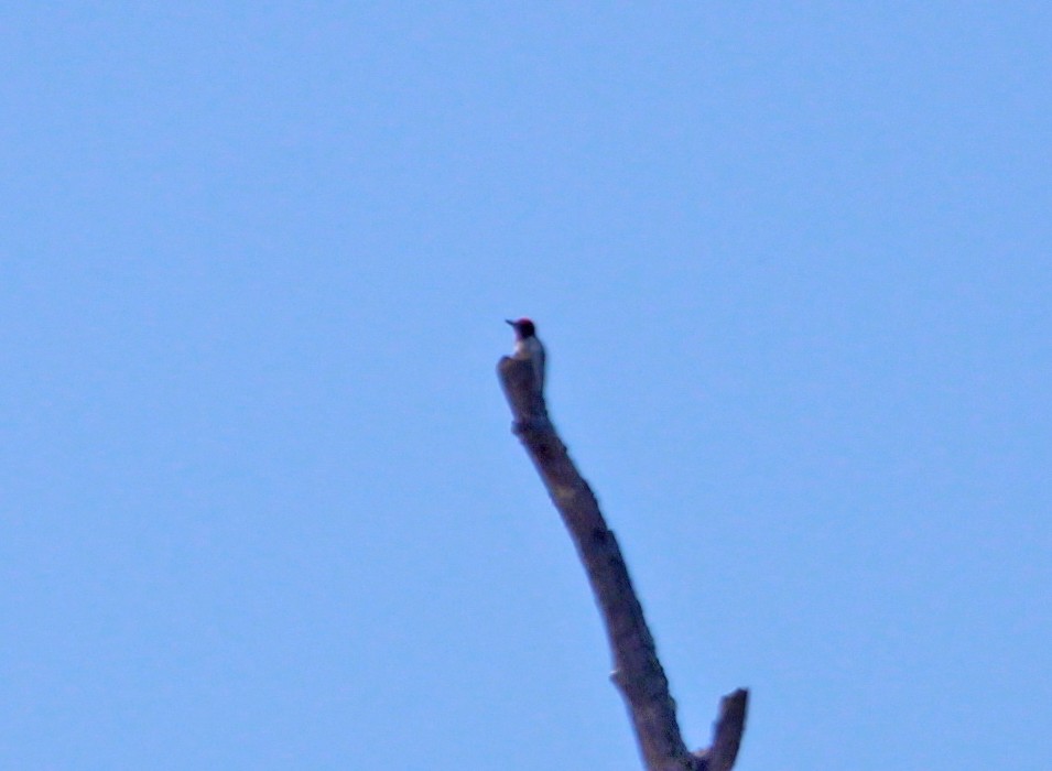Red-headed Woodpecker - ML619002601