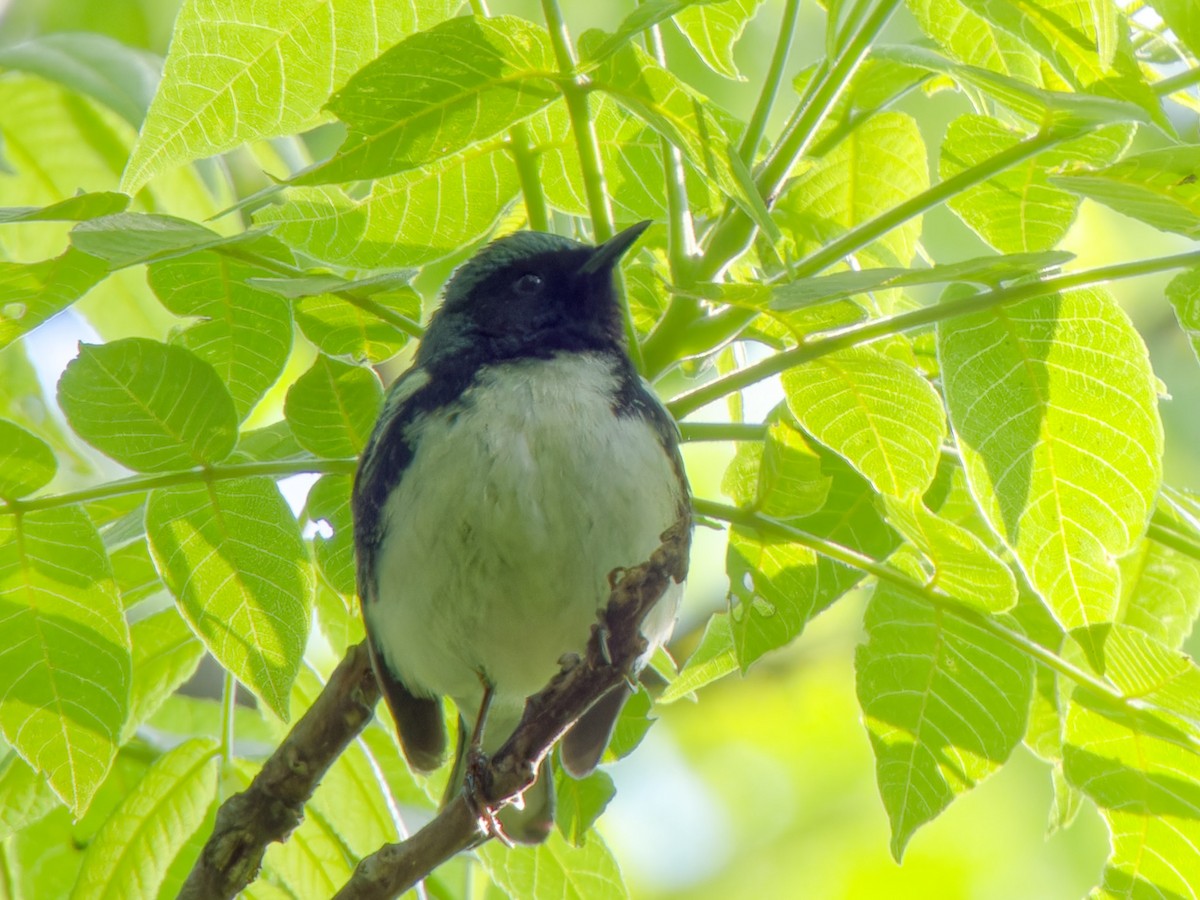 Black-throated Blue Warbler - Ankur Dave