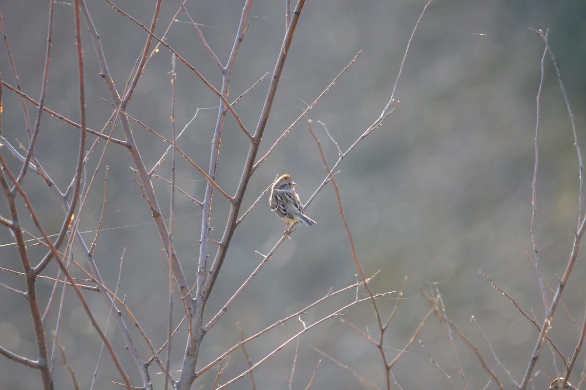 American Tree Sparrow - ML619002620