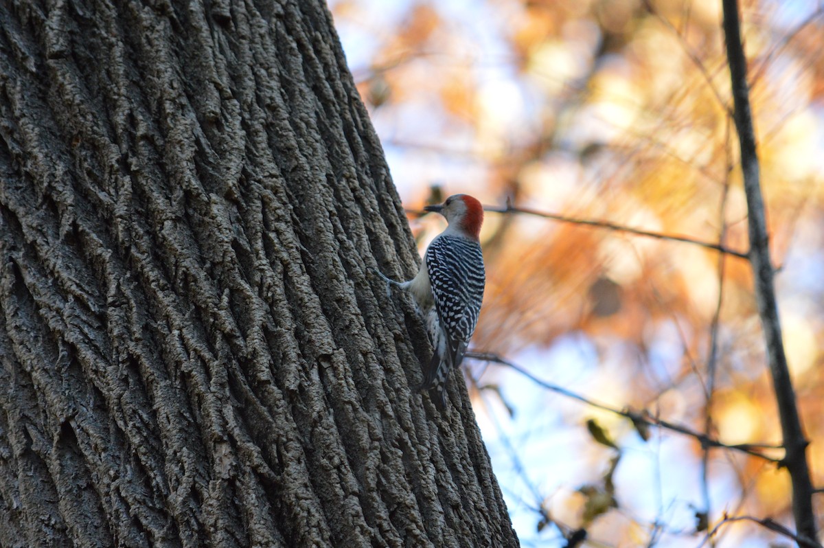 Red-bellied Woodpecker - Justin Hageman