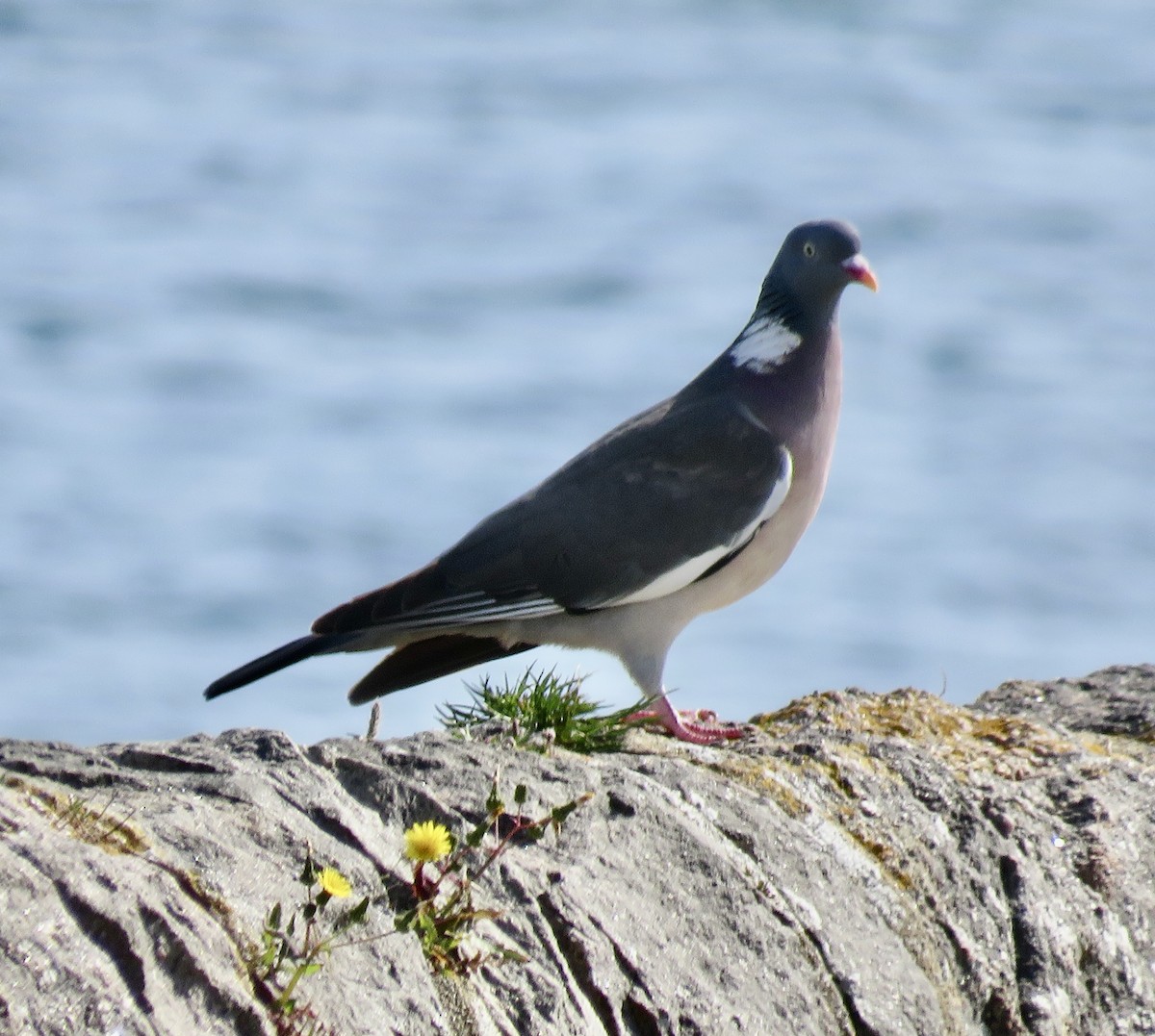Common Wood-Pigeon - ML619002629