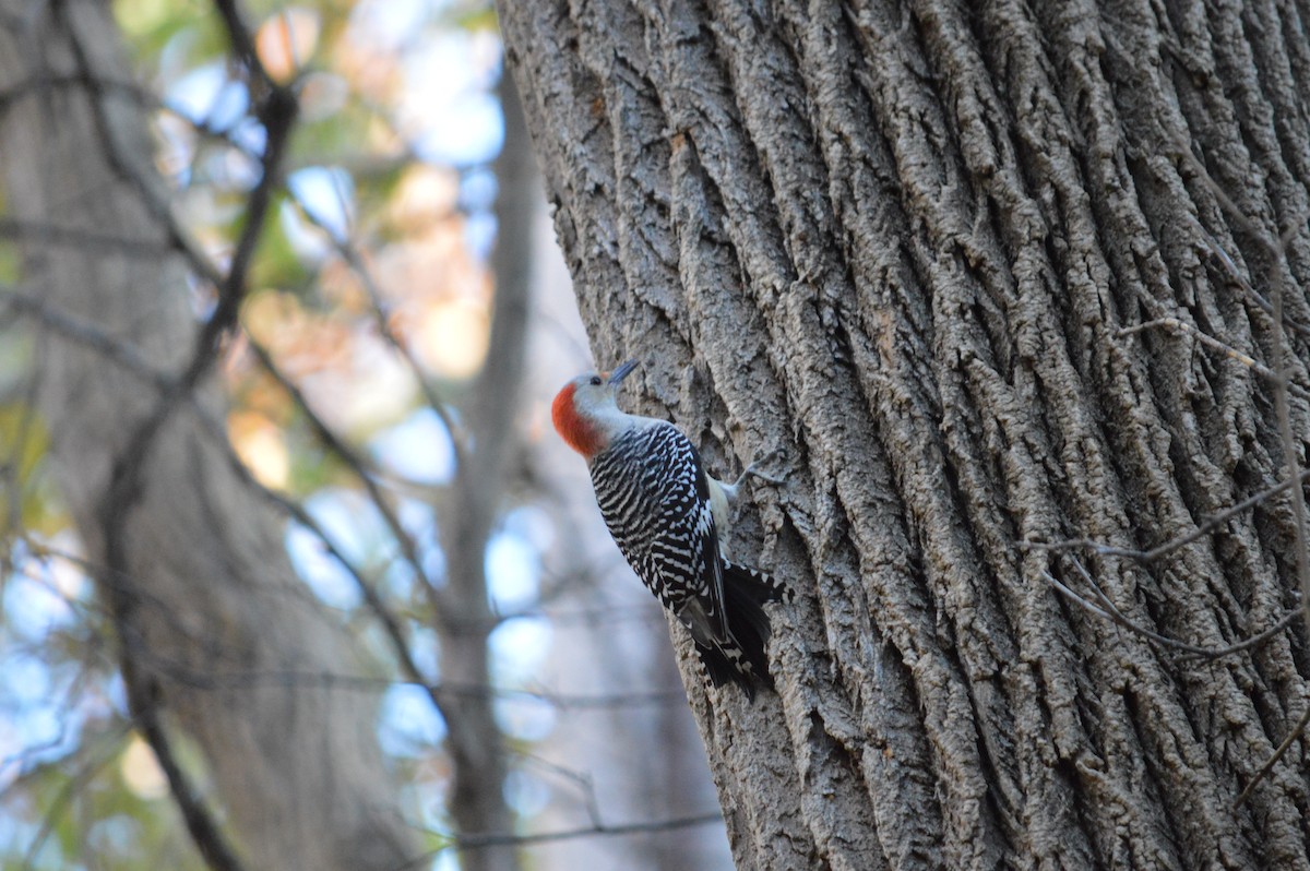 Red-bellied Woodpecker - ML619002631
