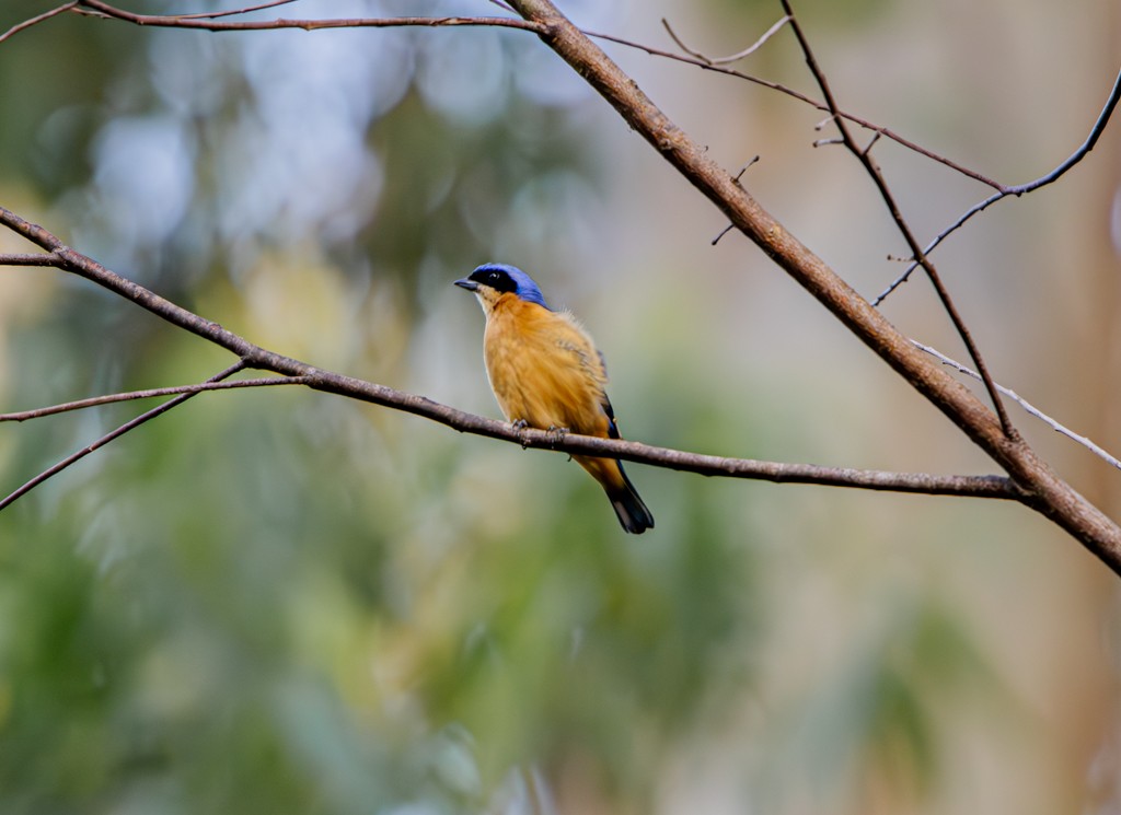 Fawn-breasted Tanager - ML619002652