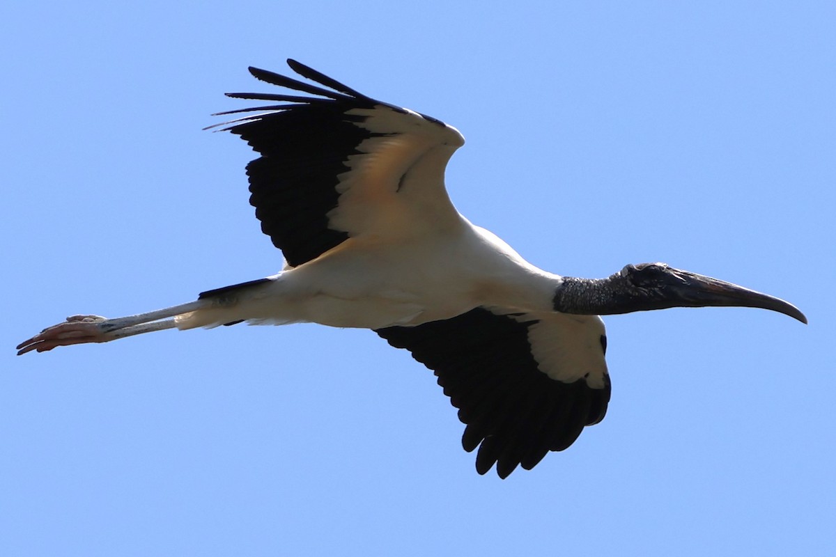 Wood Stork - Taylor Veach