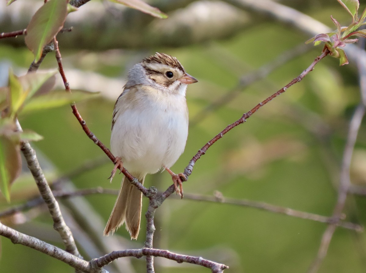 Clay-colored Sparrow - ML619002693