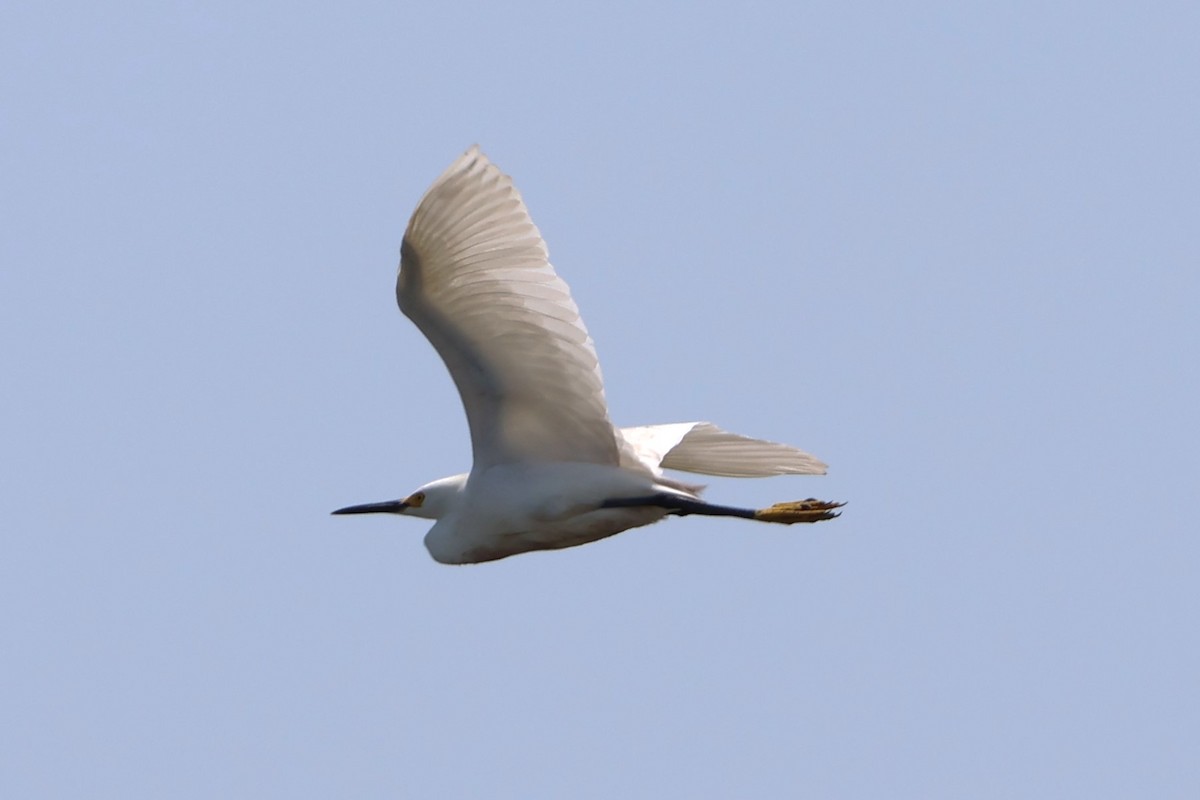 Snowy Egret - Taylor Veach