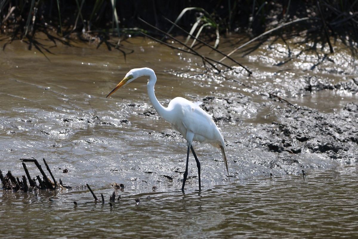 Great Egret - Taylor Veach