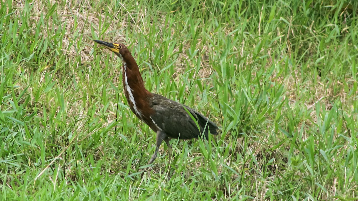Rufescent Tiger-Heron - Anonymous
