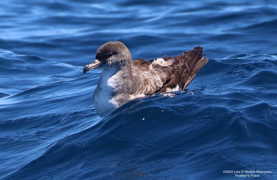 Pink-footed Shearwater - ML619002801