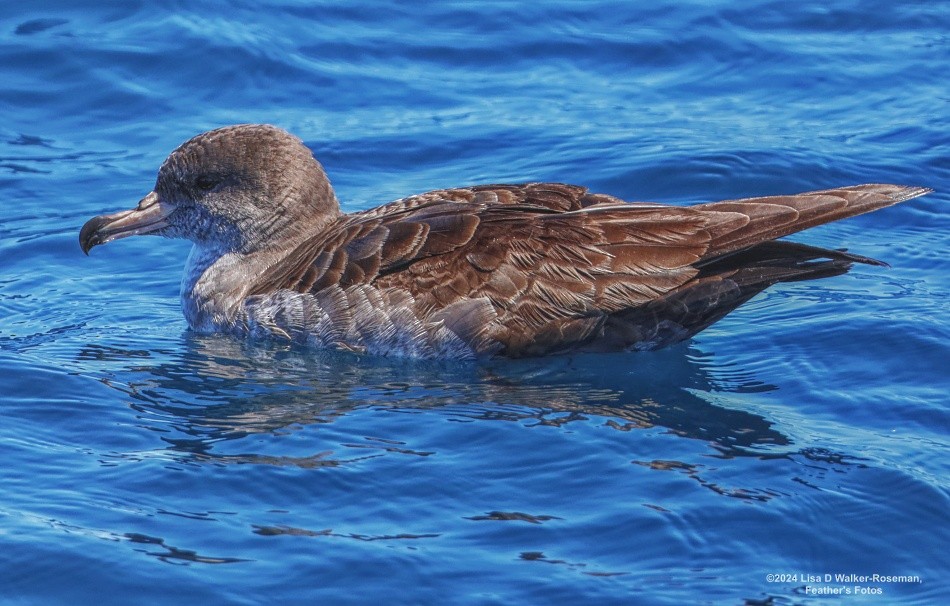 Pink-footed Shearwater - ML619002802
