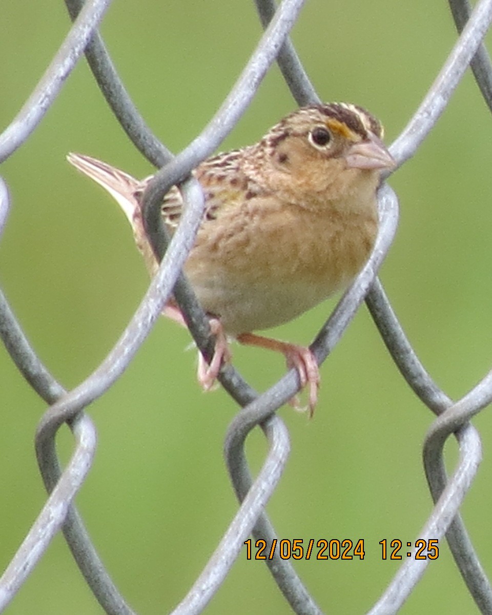 Grasshopper Sparrow - ML619002837