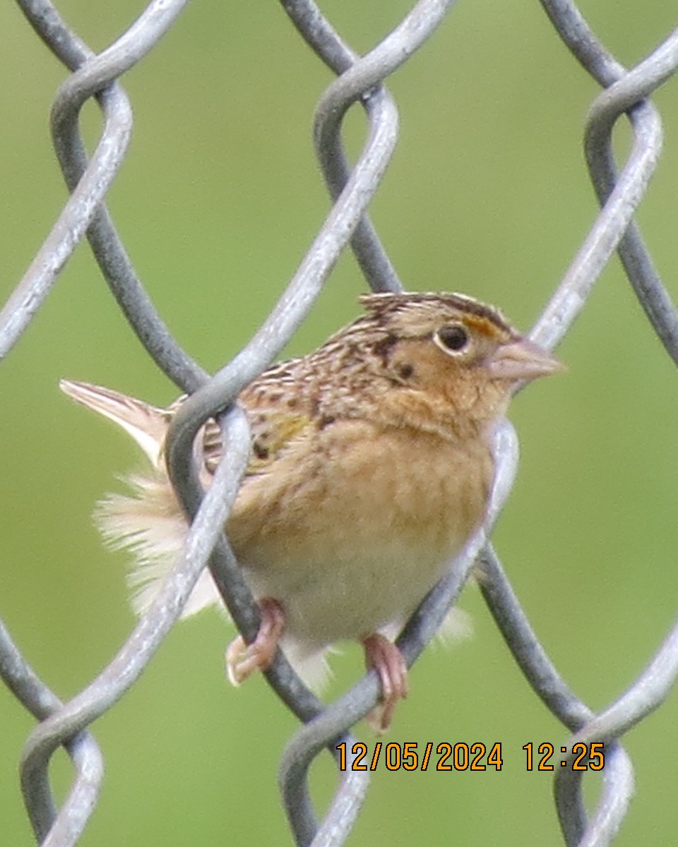 Grasshopper Sparrow - Gary Bletsch