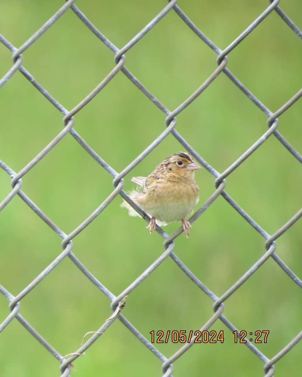 Grasshopper Sparrow - ML619002845