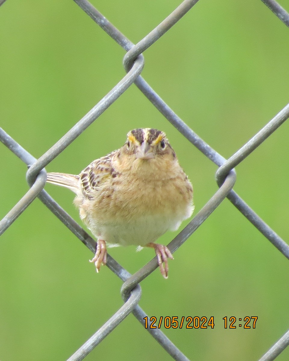 Grasshopper Sparrow - ML619002850