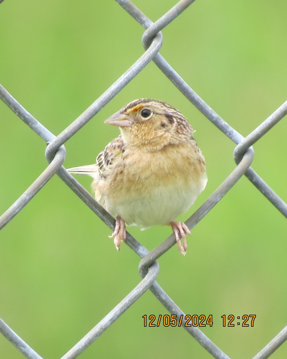 Grasshopper Sparrow - ML619002860