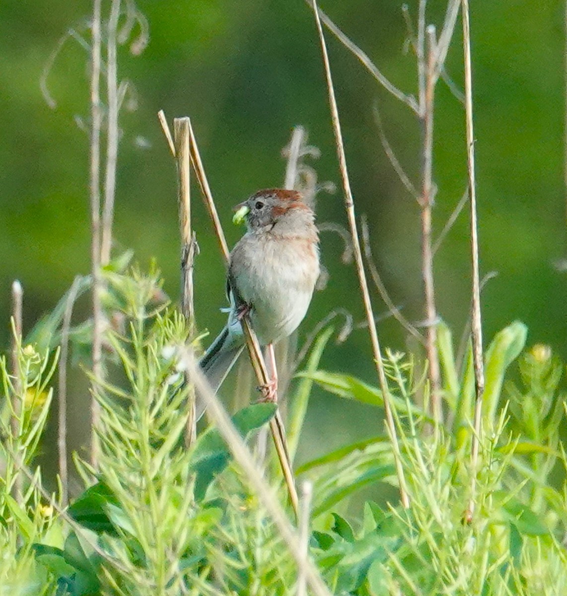 Field Sparrow - Brian Lineaweaver