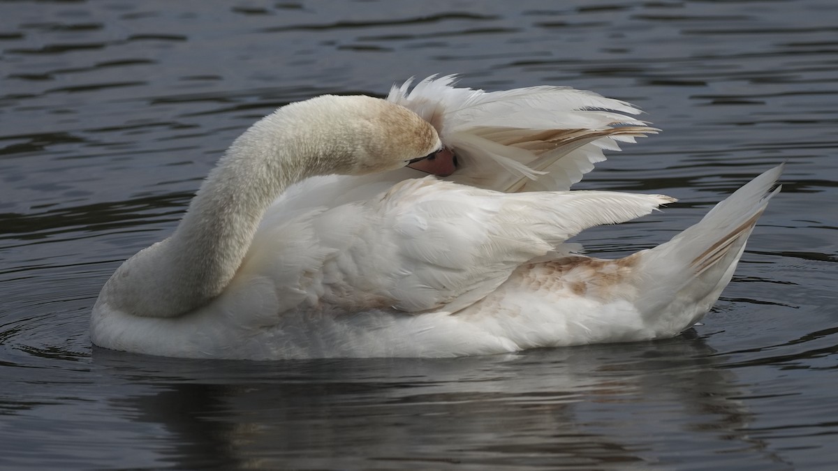 Mute Swan - Milton Paul