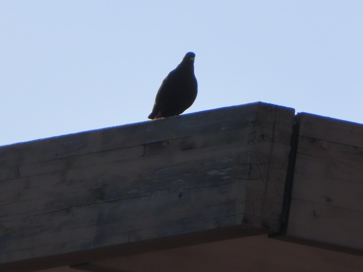 Rock Pigeon (Feral Pigeon) - ML619002952