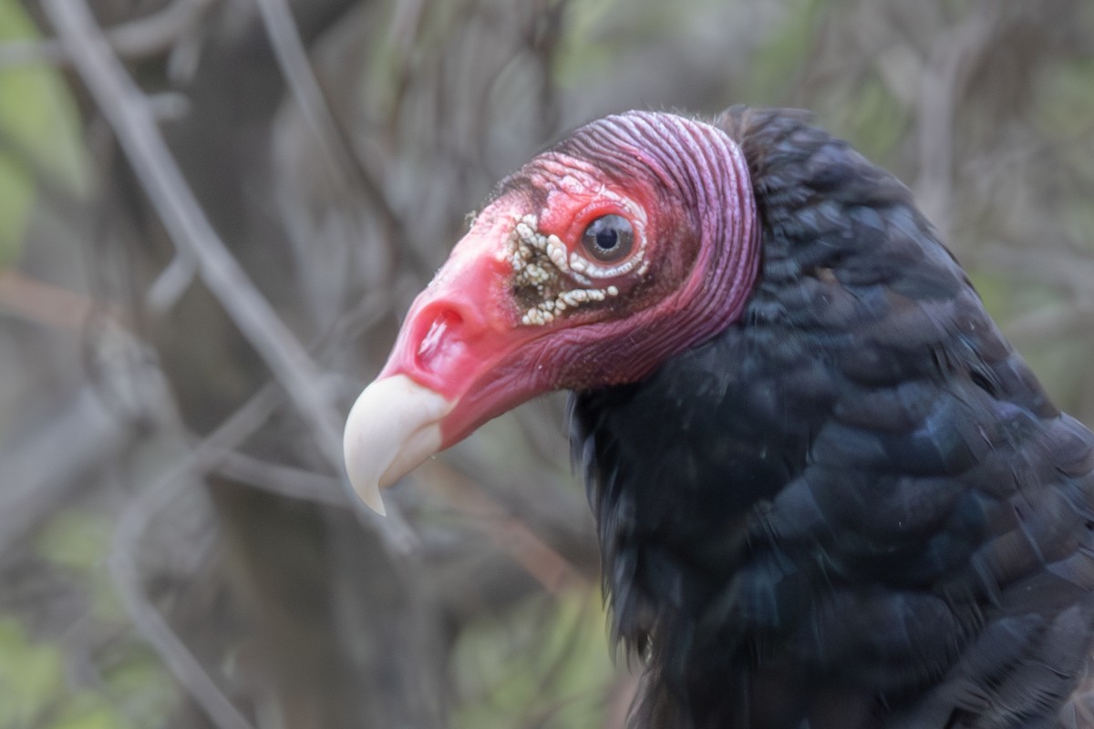 Turkey Vulture - ML619003028