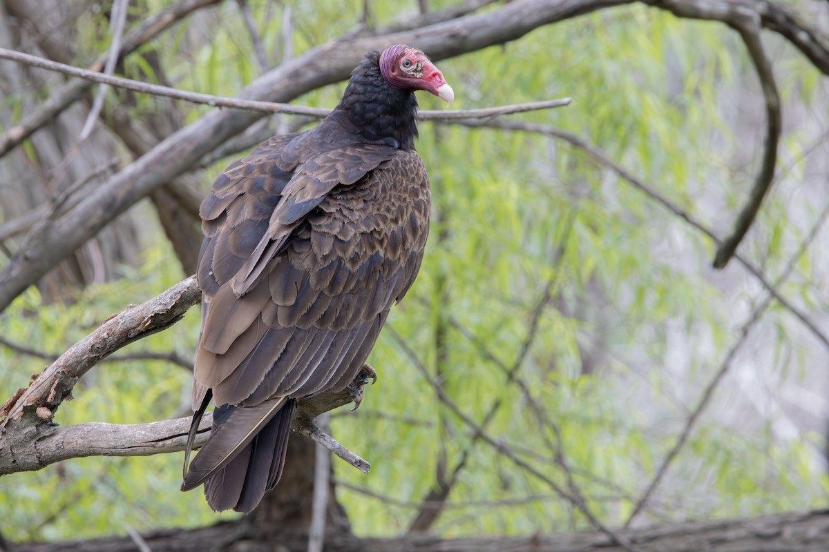 Turkey Vulture - ML619003029