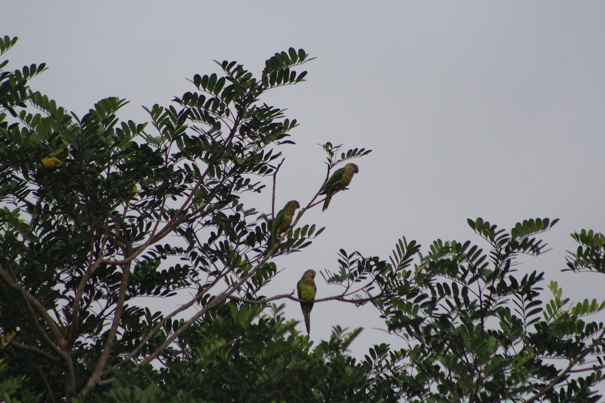 Brown-throated Parakeet - ML619003030