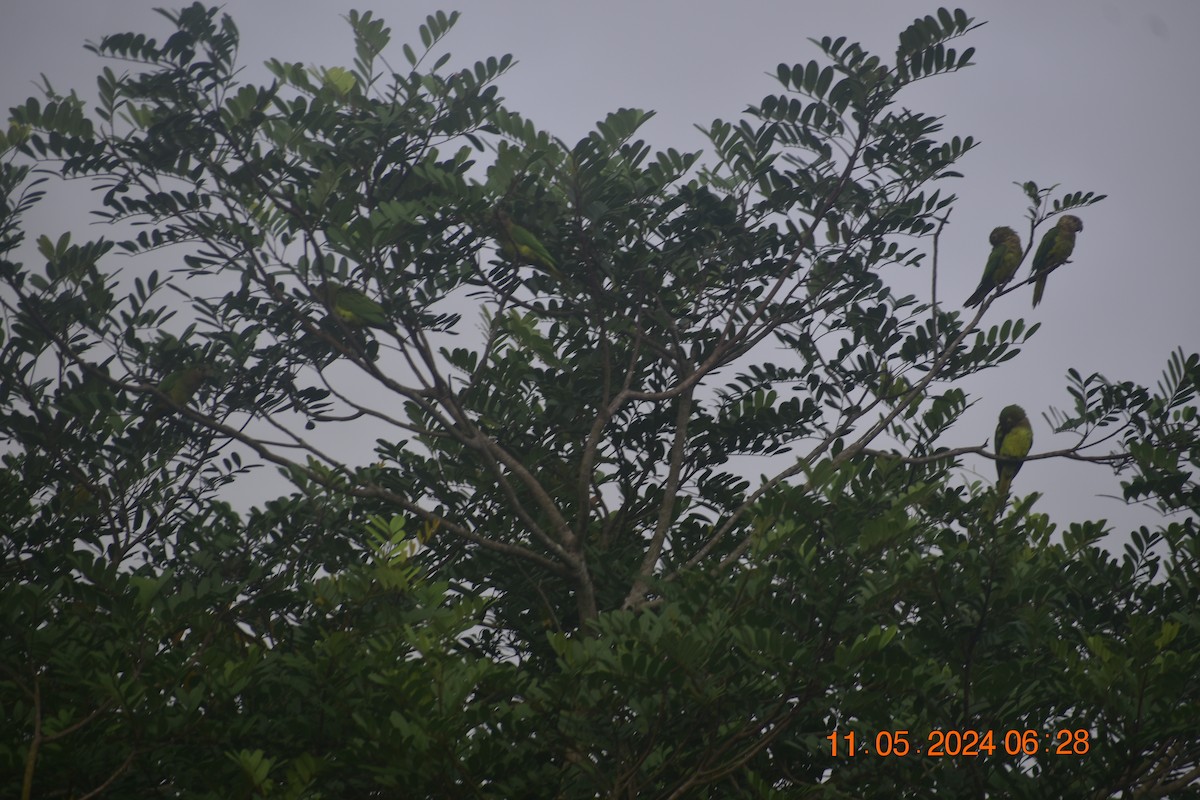 Brown-throated Parakeet - ML619003033