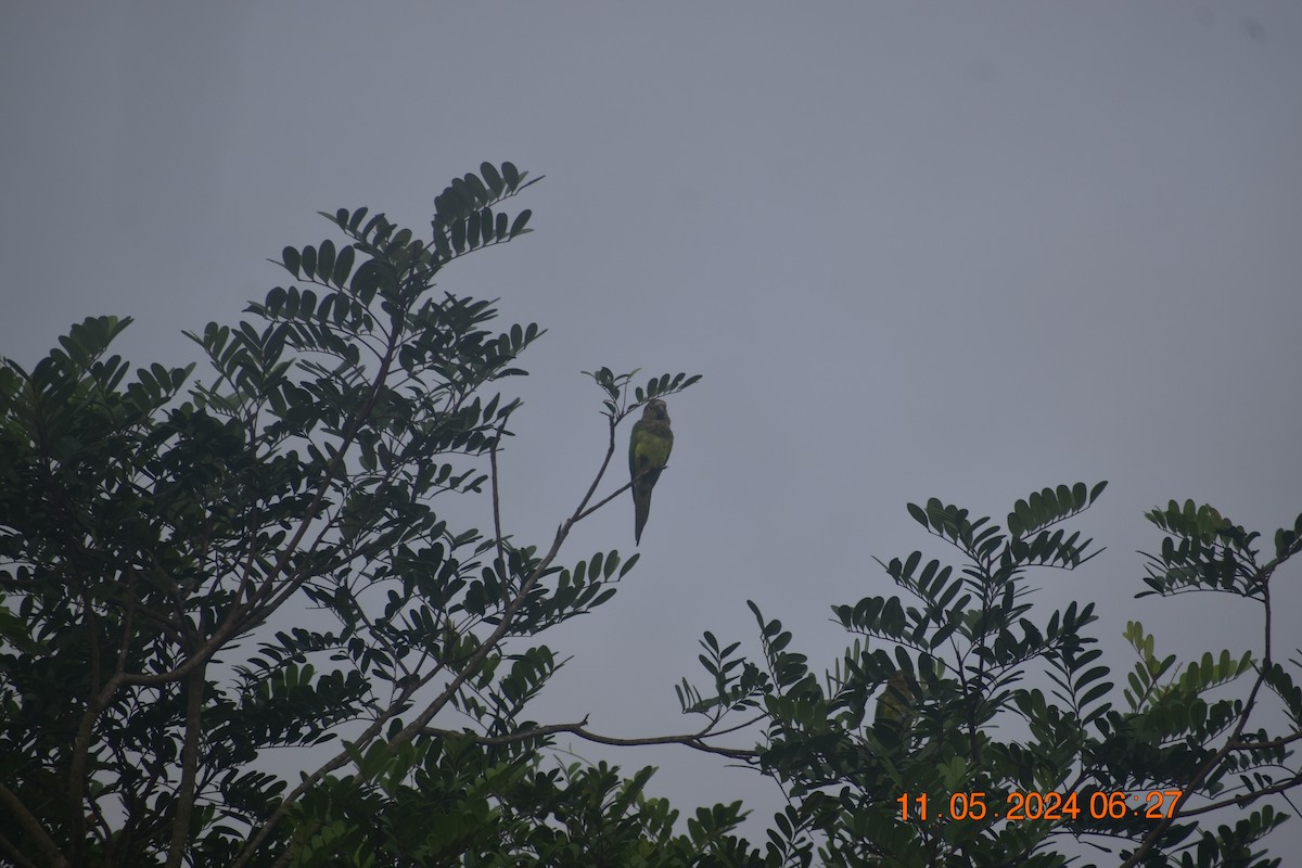 Brown-throated Parakeet - ML619003035