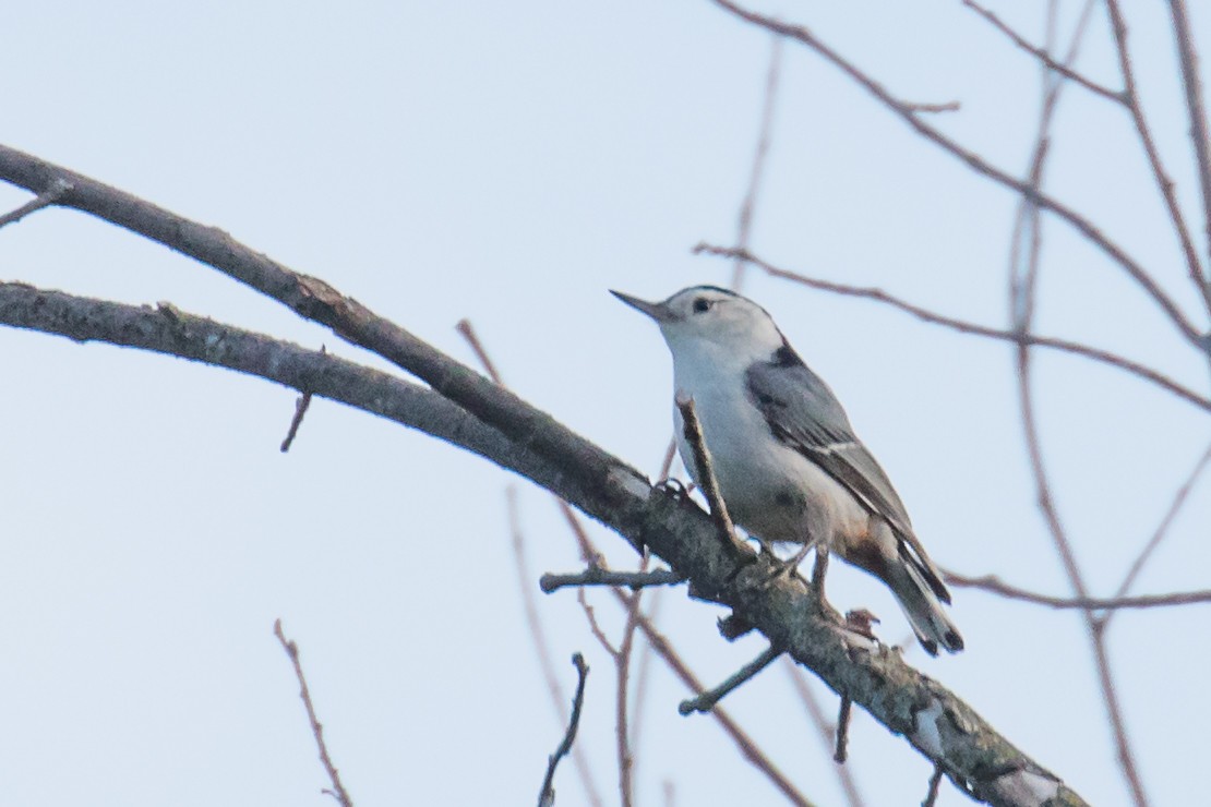 White-breasted Nuthatch - ML619003056
