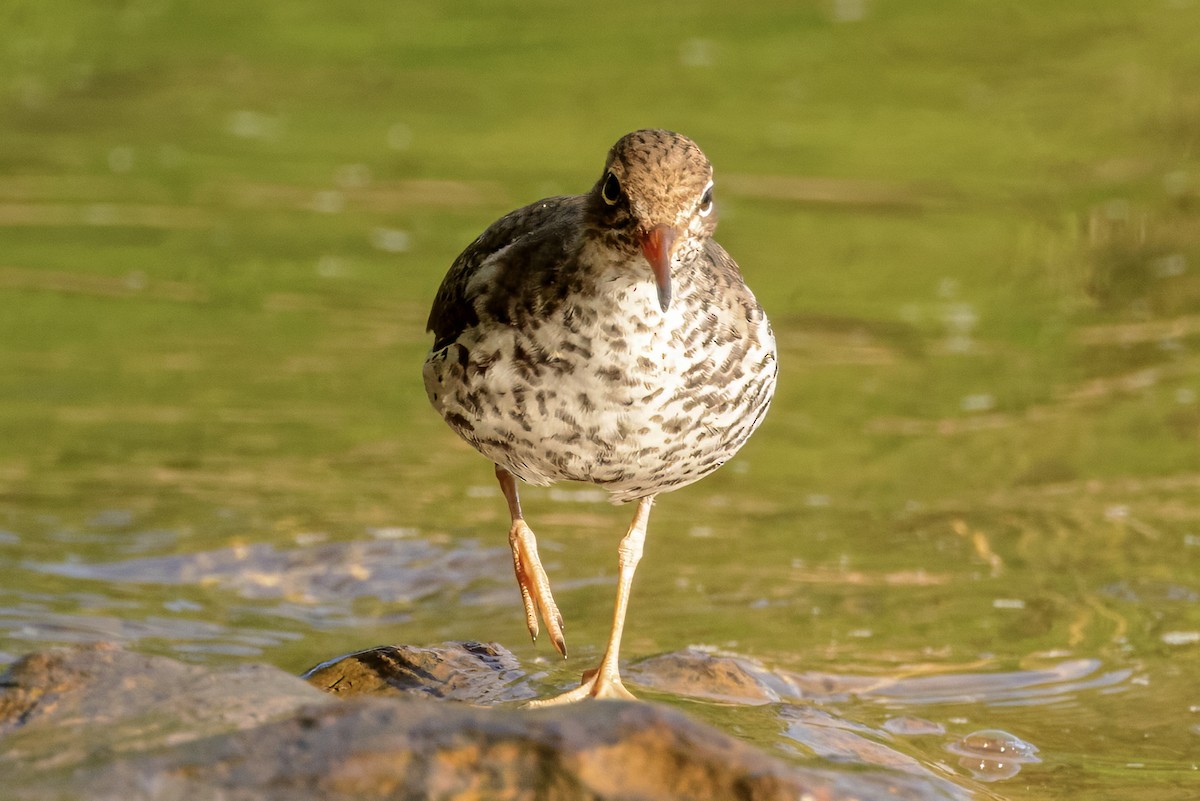 Spotted Sandpiper - Scott Young