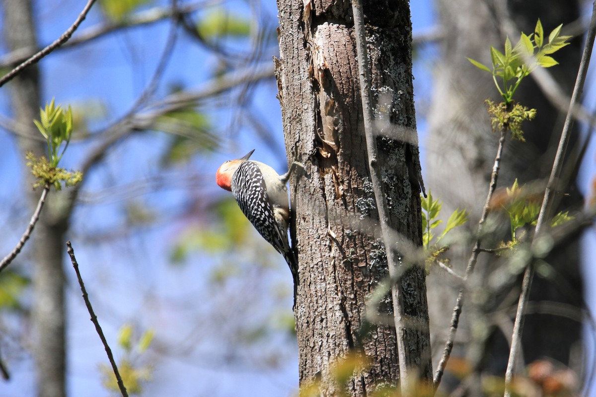 Red-bellied Woodpecker - ML619003105