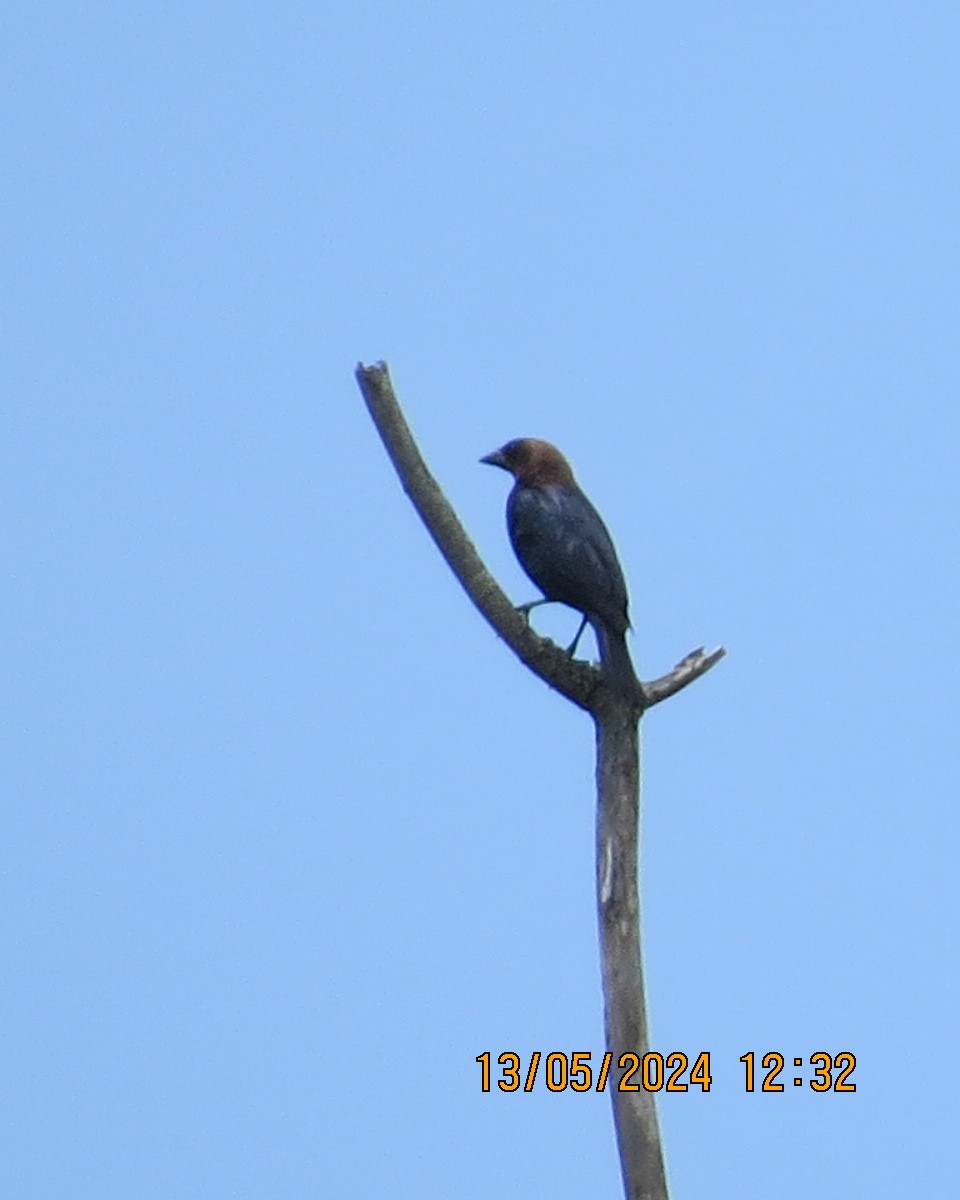 Brown-headed Cowbird - ML619003116