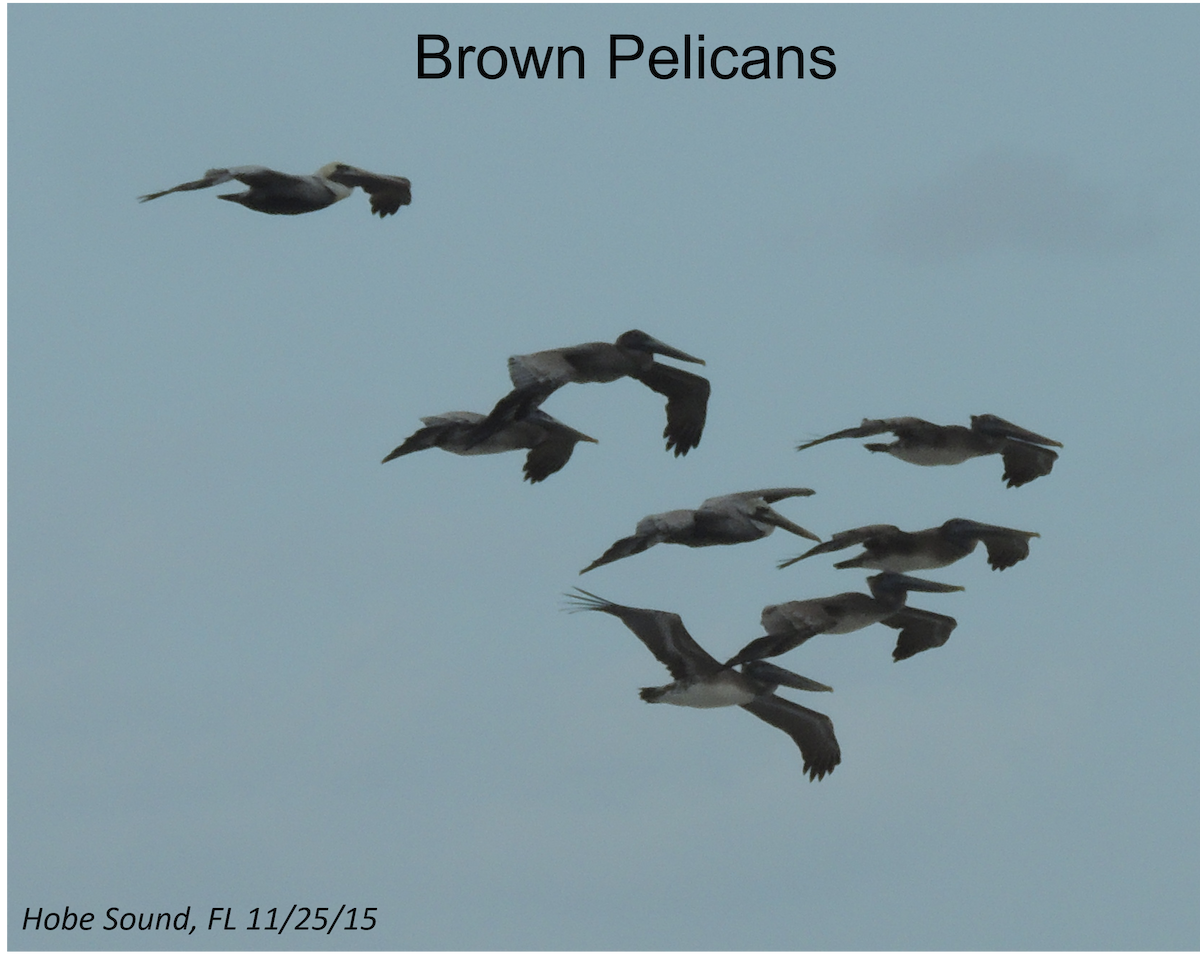 Brown Pelican - Jeffrey C and Teresa B Freedman