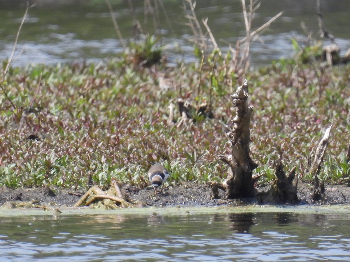 Semipalmated Plover - ML619003164