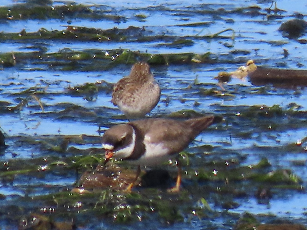 Semipalmated Plover - ML619003174