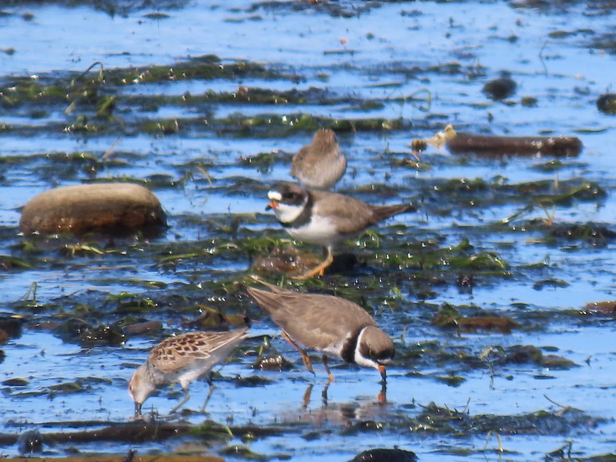 Semipalmated Plover - ML619003175