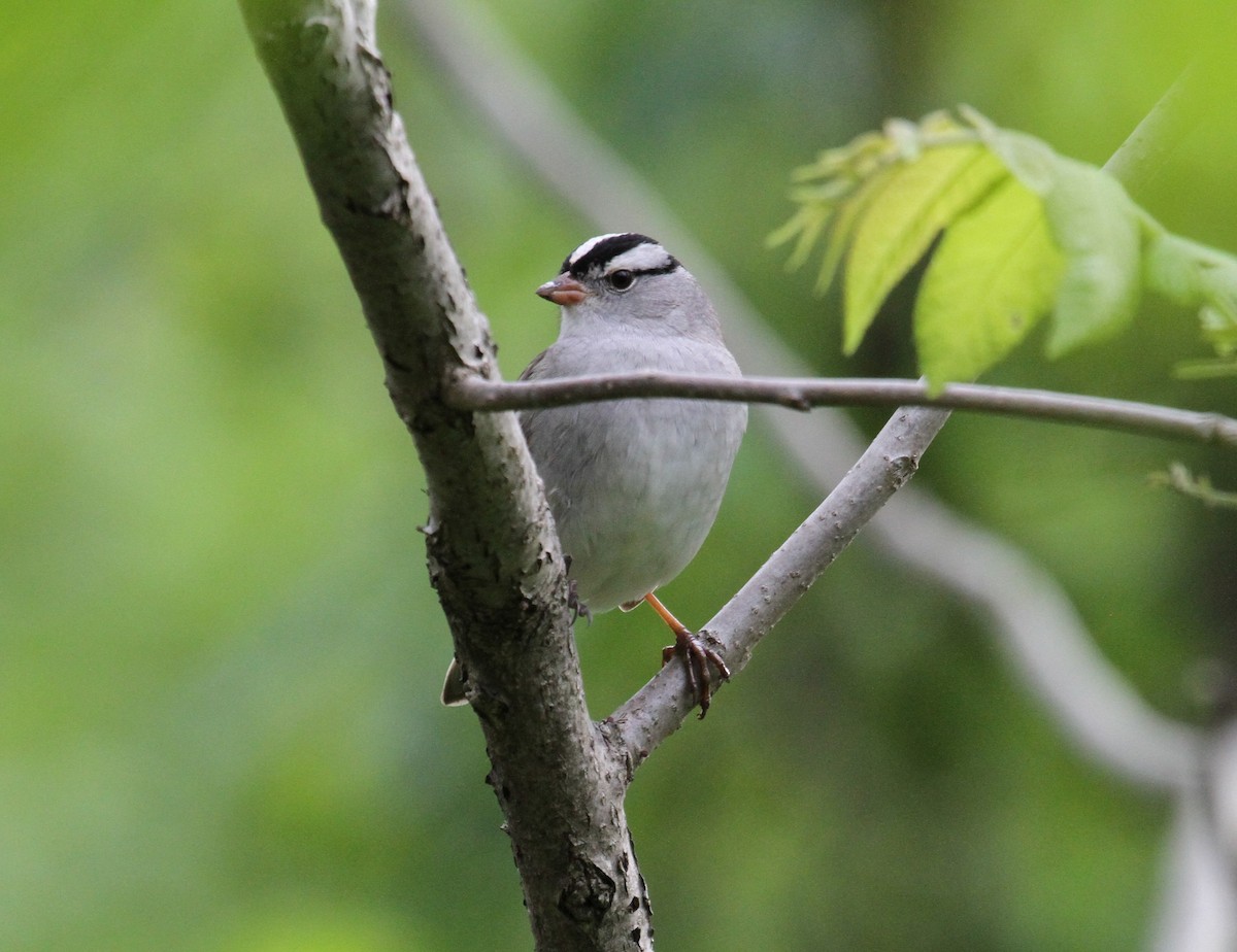 White-crowned Sparrow - ML619003180