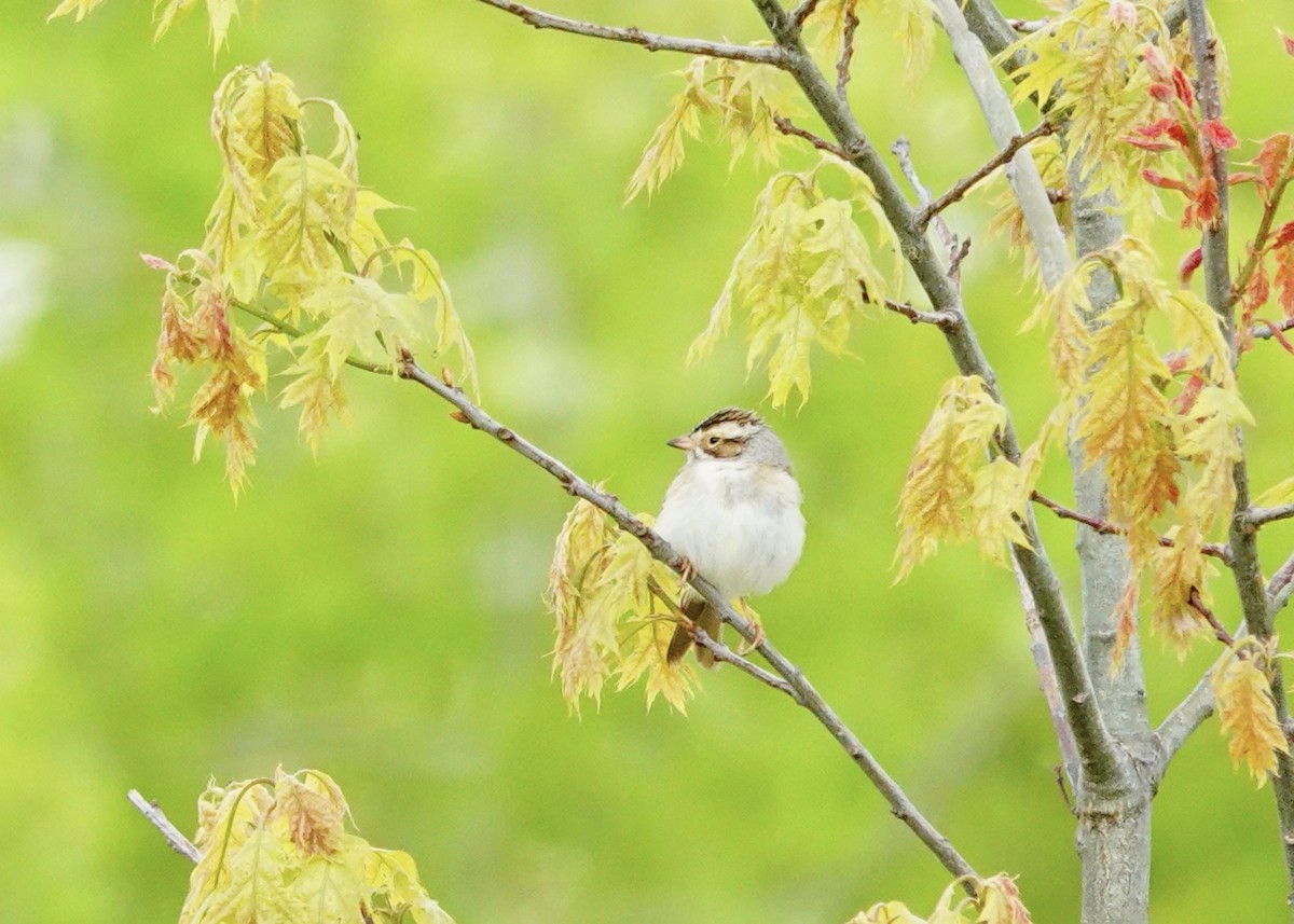 Clay-colored Sparrow - ML619003202