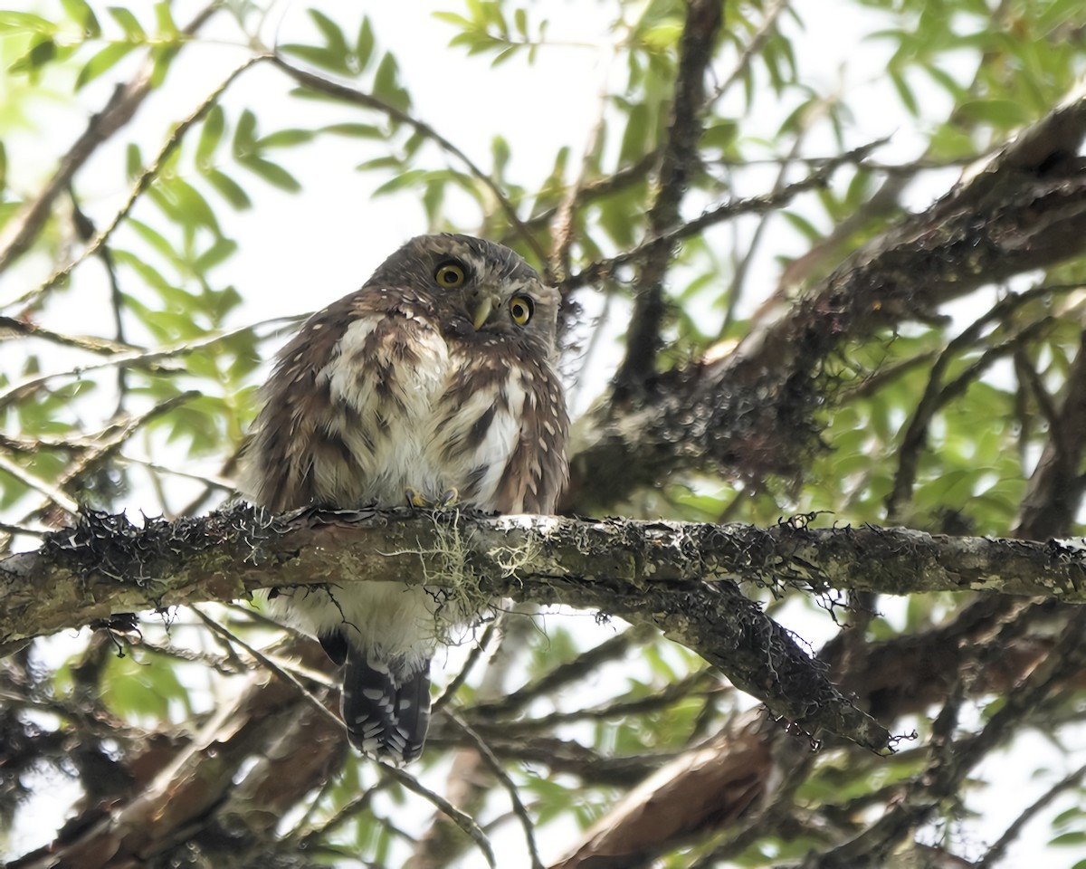 Andean Pygmy-Owl - ML619003212