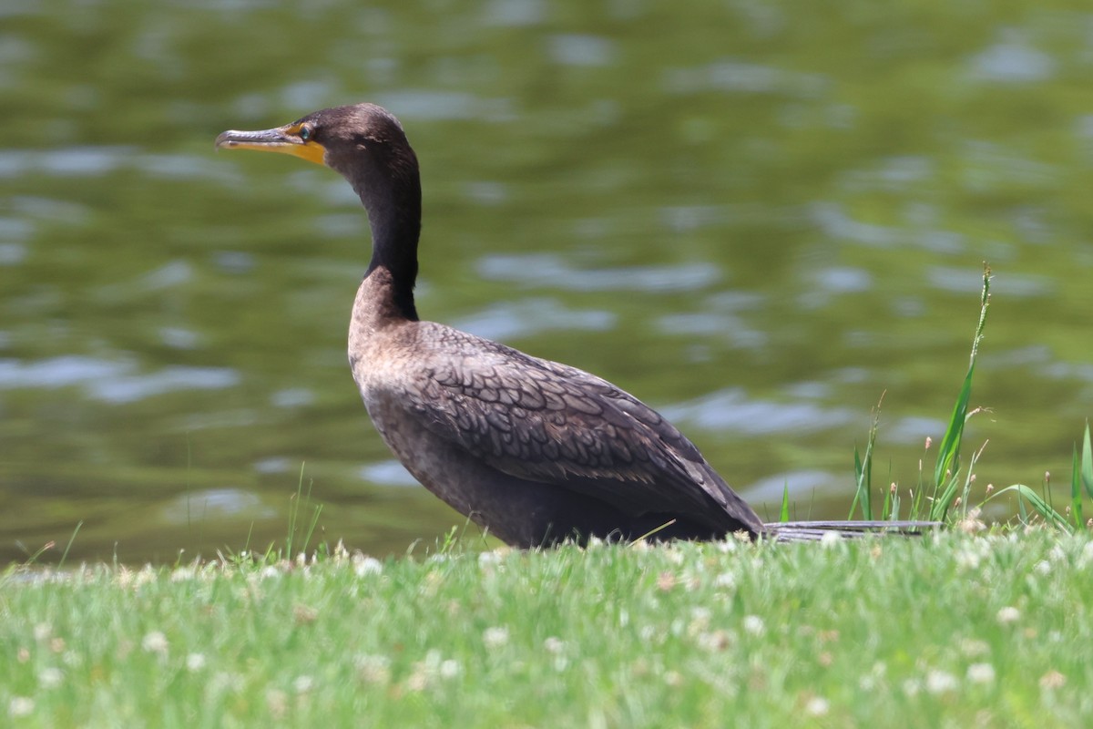 Double-crested Cormorant - Taylor Veach